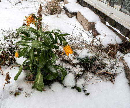 frozen and snow-covered yellow calendula flowers, macro, narrow focus zoneの写真素材