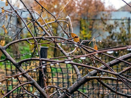 raindrops on bare branches in late autumn against the background of a natural blurred landscape