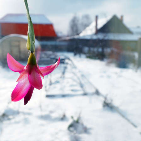 pink Christmas cactus flower with the Latin name Schlumbergera on the window against the background of a winter rural landscape, outside the window snowy cold weatherの写真素材