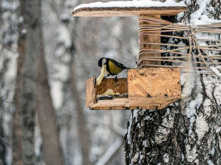 titmice eats food on a feeder in the winter forestの写真素材