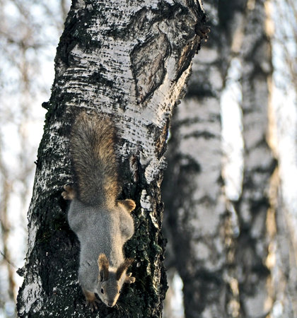 gray squirrel sitting on a tree in the winter forest, southern Urals