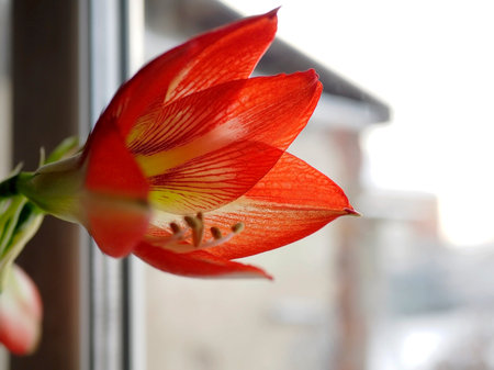 red Amaryllis flower Bud on the background of the winter landscape outside the windowの写真素材