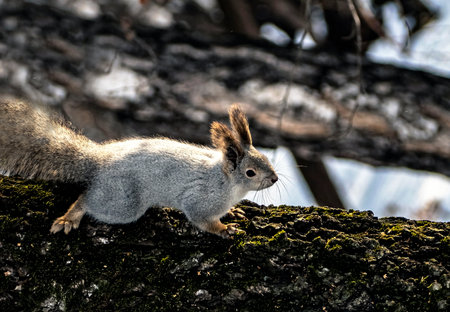 gray squirrel sitting on a tree in the winter forest, southern Urals