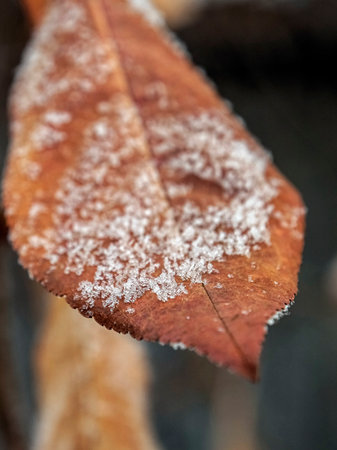 dry autumn leaf on a branch covered with frost and ice crystalsの写真素材