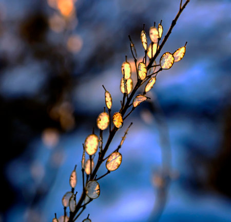 dry weed plant in winter is illuminated through the setting orange sun, resembles small Christmas lanterns, macro, narrow focus zoneの写真素材