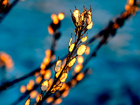 dry weed plant in winter is illuminated through the setting orange sun, resembles small Christmas lanterns, macro, narrow focus zoneの写真素材