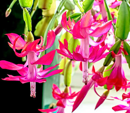 pink Christmas cactus flower with the Latin name Schlumberger on the windowsill