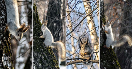 collage of photos of a squirrel in a winter forest on trees