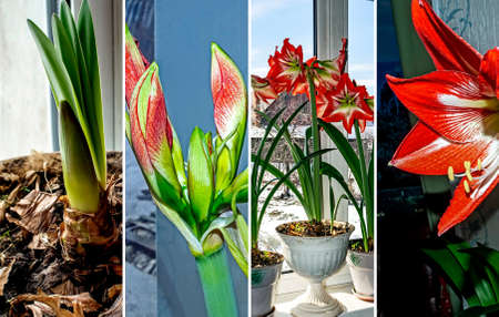 collage photo of red amaryllis blooming in a pot on the windowsillの写真素材