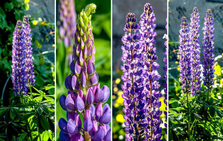 bright purple lupines bloom in the garden illuminated by the sunの写真素材