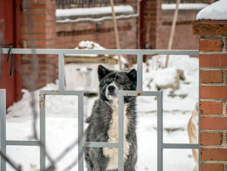 dog behind a fence in winter protects the house from strangersの写真素材