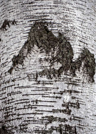 natural white background of birch bark in winter, the texture of the bark of a forest treeの写真素材