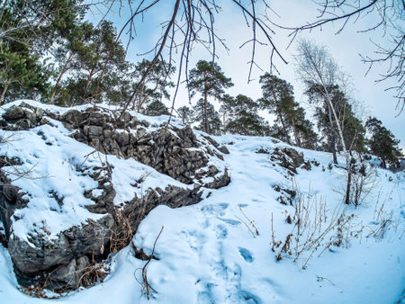 view of pine trees growing on the rocky and steep bank of the Miass river in winter, snow-covered banks, forest, countryside, Chelyabinsk, Kashtak, Southern Uralsの写真素材