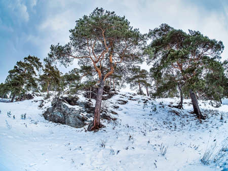 view of pine trees growing on the rocky and steep bank of the Miass river in winter, snow-covered banks, forest, countryside, Chelyabinsk, Kashtak, Southern Urals, fisheye lensの写真素材