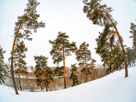 view of pine trees in winter during snowfall and fogの写真素材