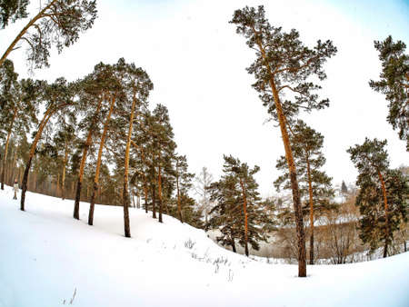 view of pine trees in winter during snowfall and fog, forest, countryside, in the distance you can see the village of Kashtak, Chelyabinsk, Southern Uralsの写真素材