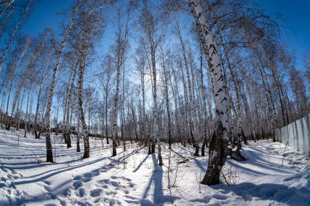 birch trunks without leaves on the background of a blue spring skyの写真素材