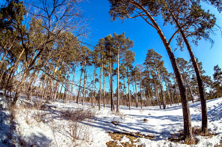 view of pine trees in spring on a sunny day, snow melts, forest, countryside, Chelyabinsk, Southern...