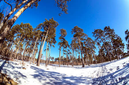 view of pine trees in spring on a sunny day, snow melts, forest, countryside, Chelyabinsk, Southern...