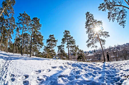 view of pine trees in spring on a sunny day, snow melts, forest, countryside, Chelyabinsk, Southern...