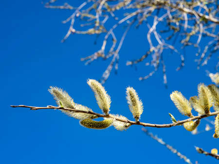 branch of a flowering willow against the blue sky in springの写真素材