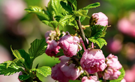Sakura Cherry blossom in the city garden of Chelyabinsk, Southern Uralsの写真素材