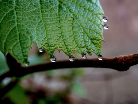 grape leaves with dew drops in the early morning, narrow focus areaの写真素材