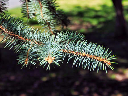 blue spruce branches close up lit by the morning spring sun in the city park