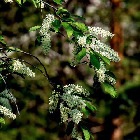 flowering bird cherry, a plant with the Latin name Prunus padus, macro, branches illuminated by the...