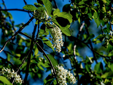 flowering bird cherry, a plant with the Latin name Prunus padus, macro, branches illuminated by the sunの写真素材