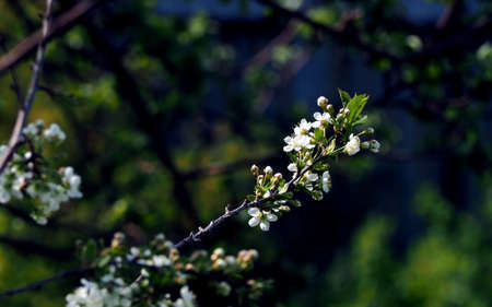 delicate white flowers and unopened buds on a cherry branch in the gardenの写真素材