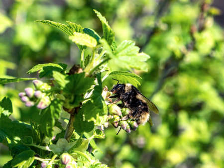 bumblebee collects nectar in the garden from currant bushesの写真素材