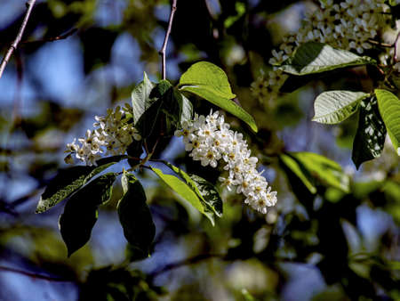 flowering bird cherry, a plant with the Latin name Prunus padus, macro, branches illuminated by the...