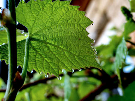grape leaves with dew drops in the early morning, narrow focus areaの写真素材
