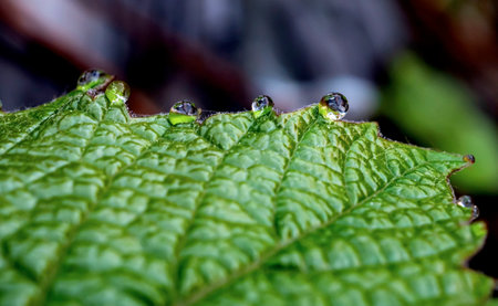 grape leaves with dew drops in the early morning, narrow focus areaの写真素材