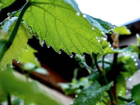 grape leaves with dew drops in the early morning, narrow focus areaの写真素材