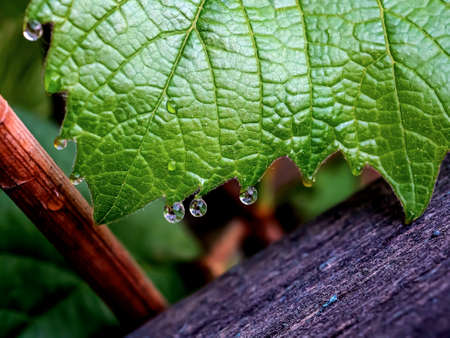 grape leaves with dew drops in the early morning, narrow focus areaの写真素材