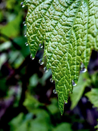 grape leaves with dew drops in the early morning, narrow focus areaの写真素材