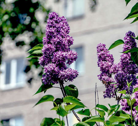 spring branches of delicate blooming lilac against the blue sky