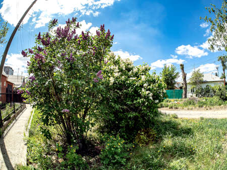 bright branches of blooming white lilac and lilac on a blurred natural backgroundの写真素材