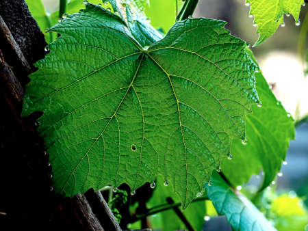 grape leaves with dew drops in the early morning, narrow focus areaの写真素材