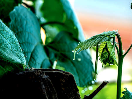 grape leaves with dew drops in the early morning, narrow focus area
