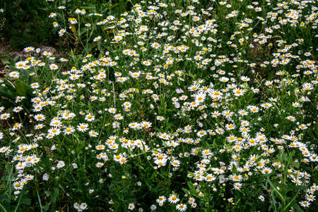 bright white field daisies in the meadow illuminated by the sunの写真素材