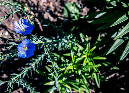 delicate blue flax flowers, plants with the Latin name Linum usitatissimum among the green grassの写真素材