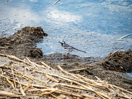 wagtail on the shore of a lake is looking for food