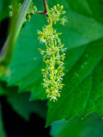 grape flowers on a branch in the garden, future grapes are visible, macro