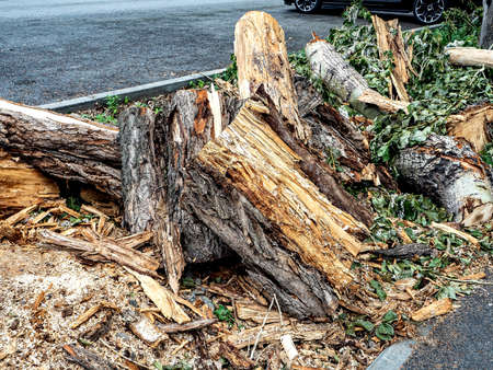 pieces of the trunk, the stump of a recently cut tree, saw marks, sawdust, annual rings, the inside of a wooden trunk are visibleの写真素材