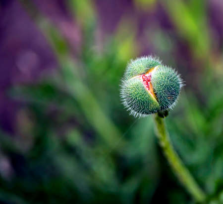 fluffy bud of an ornamental poppy will soon bloom in the garden