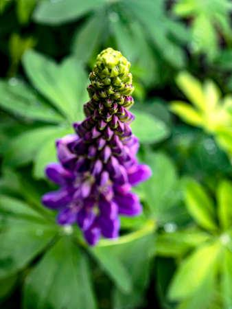bright, delicate, beautiful blooming purple lupines in the gardenの写真素材