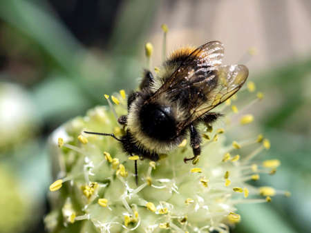 bumblebee pollinates flowering onions in the garden, macro